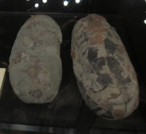 Dinosaurieägg.